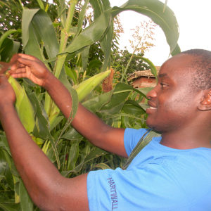 controllo dei campi di mais in Africa sub-Sahariana